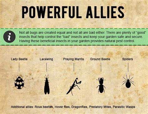 Luckily, when it comes to fast and easy (and cheap!) pest sprays, diy gardeners know that it takes just two ingredients to make the best organic insecticide: INFOGRAPHIC: How to protect your garden with organic pest control methods