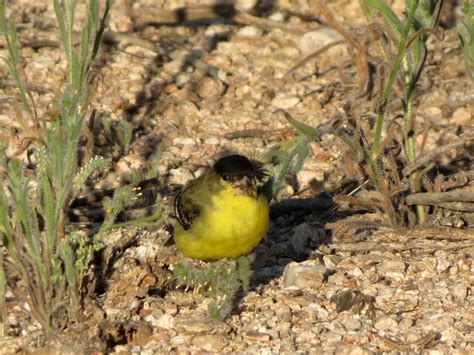 Desert Colors Birds And Blooms