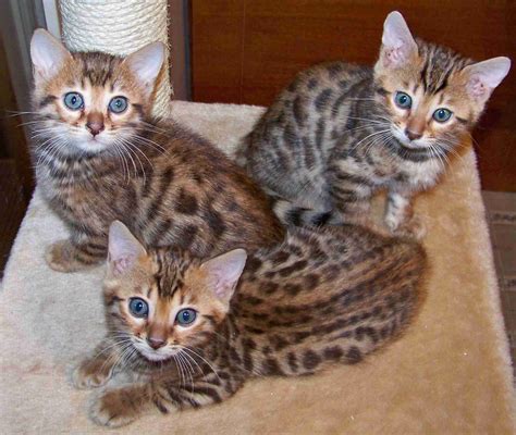 Cute Bengal Kittens Photography