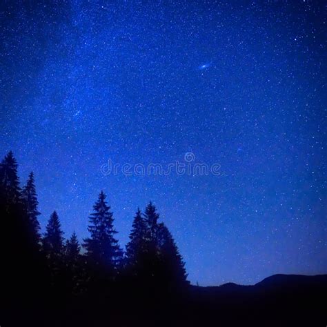 Forest Of Pine Trees Under Moon And Blue Dark Night Sky Stock Image