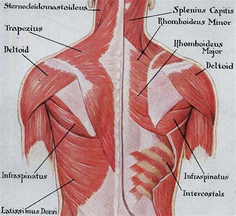 The back comprises the dorsal part of the neck and the torso (dorsal body cavity) from the occipital bone to the top of the tailbone. Muscles Back Posterior Human Anatomy Vintage Medical Chart