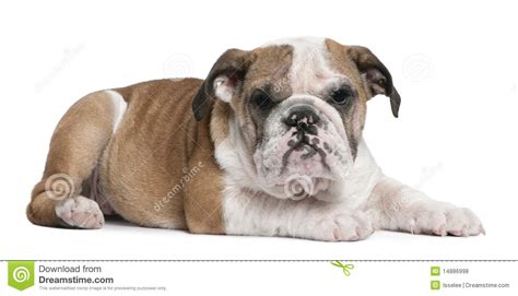 English Bulldog Puppy 4 Months Old Lying Stock Photo