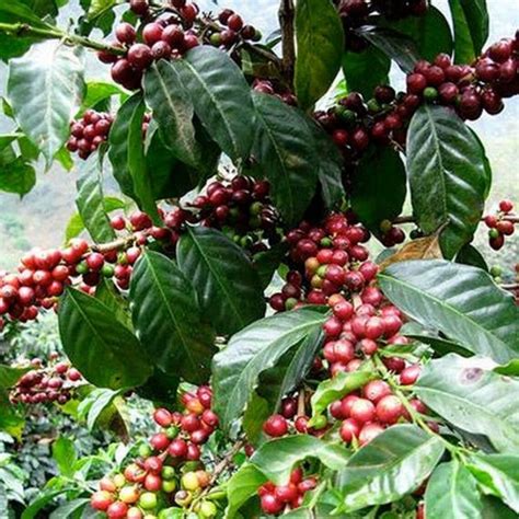 Coffee Plant Seeds Coffea Arabica Nana Perennial Etsy