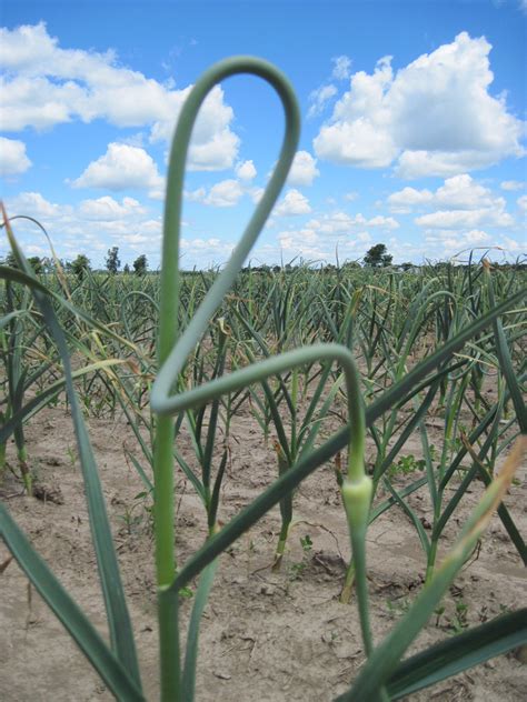 In ontario, over 1000 insects and animals including bees and butterflies use pollen & nectar from flowers. Growing Ontario Garlic: Scapes: When to make The Cut.