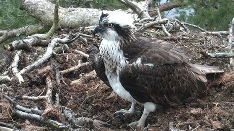 Our First Osprey Returns To Loch Of The Lowes Scottish Wildlife Trust