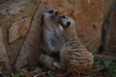 The Love Of A Meerkat
