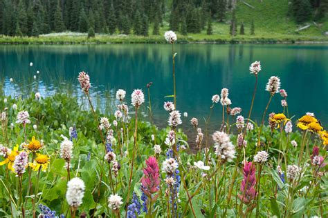 Wildflowers Along The Lake Photograph By Cascade Colors Fine Art America