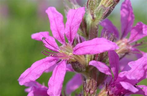 Invasives Ohio Plants