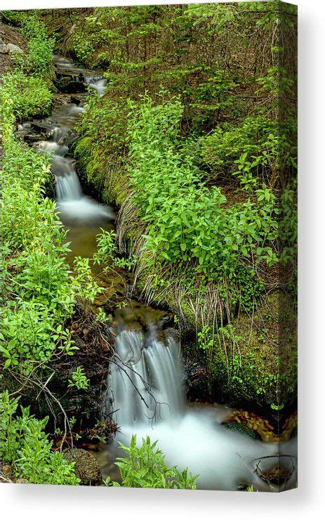 In The Green Refreshing Wilderness Canvas Print Canvas Art By James