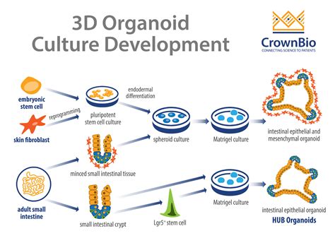 How Do Hub Organoids Differ From Other Organoid Cultures