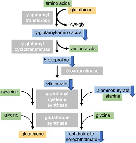 The Metabolite Profile Of The Gamma Glutamyl Cycle Yellow Box
