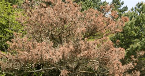 Pine Wilt Disease Symptoms Davey Tree