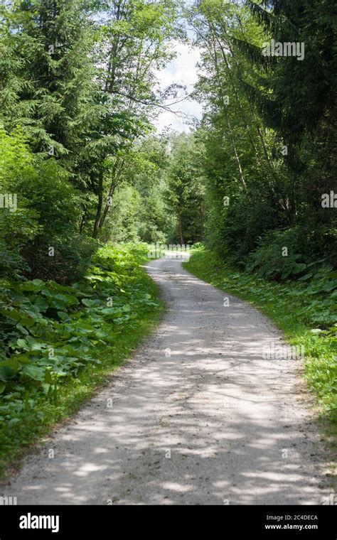 Curvy Road In The Forest Stock Photo Alamy