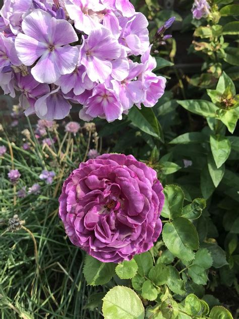 Rose Minerva Blüten Garten