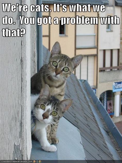 Got A Problem With That Lolcats Lol Cat Memes Funny Cats