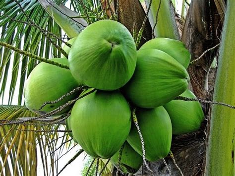 What fruit do palm trees produce. Does Palm Oil Come from Palm Trees? - Naturaler