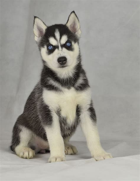 You will be able to see our past puppies', siberian husky pictures. 2 Adorable Siberian husky Puppies | Gosport, Hampshire | Pets4Homes