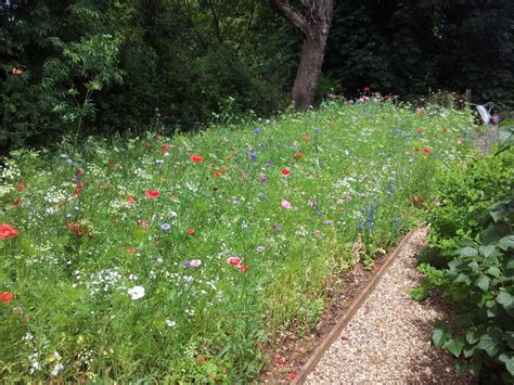 If the weather is dry while the seedlings are small, water them once a week. How to create a mini wild flower meadow in 2020 | Wild ...