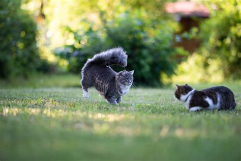 Cats Outdoors Stock Photo Download Image Now Istock