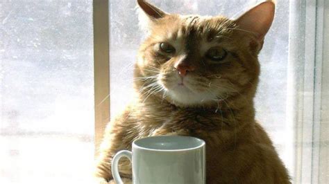 Enjoy Free Coffee Or Tea While Hanging Out With Adoptable Cats At New