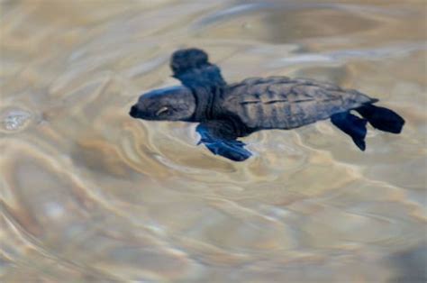 7 Species Of Sea Turtles Around The World Blue Osa Yoga Retreat Spa