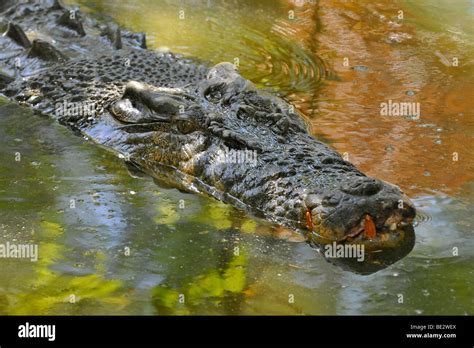 Estuarine Saltwater Crocodile Crocodylus Porosus Queensland