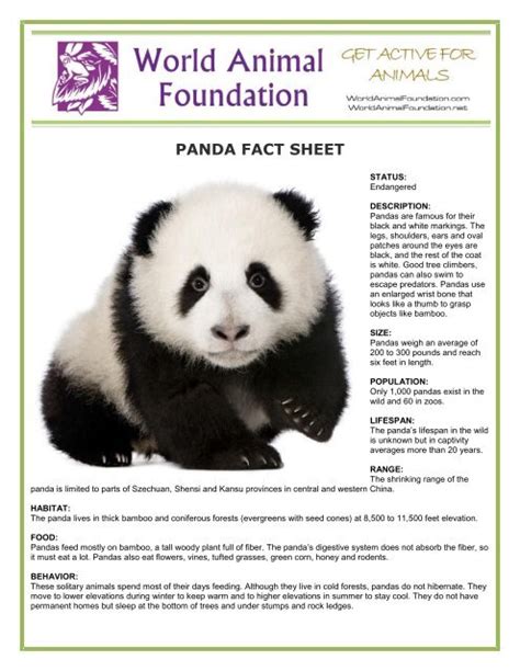 Panda Fact Sheet World Animal Foundation