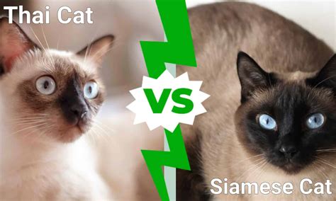 Modern Vs Traditional Siamese Cat