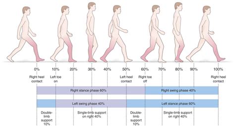 Phases Of The Gait Cycle Gait Analysis Protokinetics Free Hot Nude My