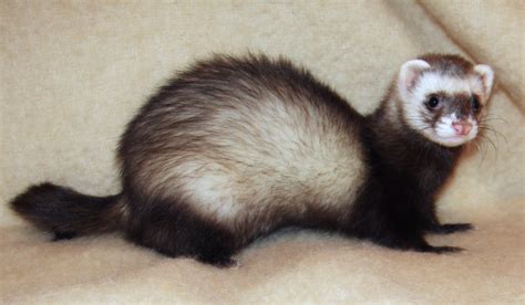 These pet mink are available in distinct sizes for all. Ferret - Wikipedia
