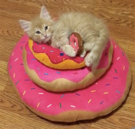 Kitten Obsessed With Donuts Grows Up Guarding Them In These Adorable