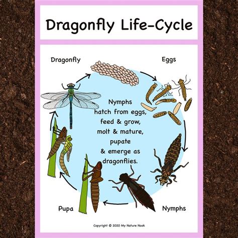 Dragonfly Life Cycle Poster Printable PDF Etsy UK Dragonfly Life Cycle Life Cycles