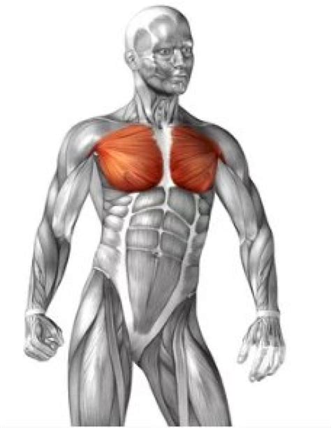Causes Of Chest Muscle Pain You Must Know Dr Nimra Its All About