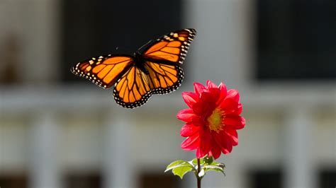 Download Wallpaper 3840x2160 Monarch Butterfly Flower Macro 4k Uhd