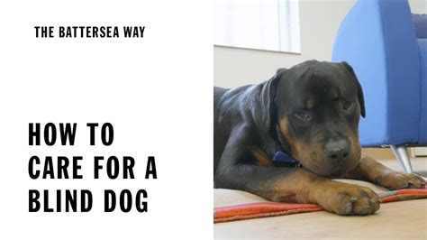 Blind Dog Care And Training The Battersea Way Youtube