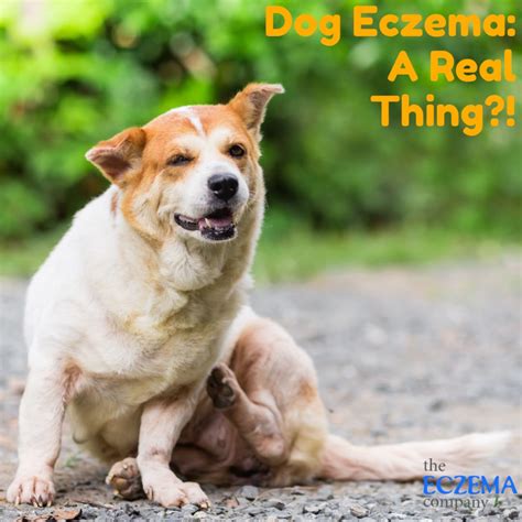 Dog Eczema A Real Thing Symptoms And Natural Treatments For Eczema