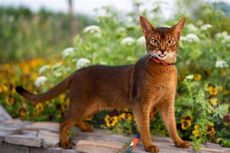 African Domestic Cat Breeds
