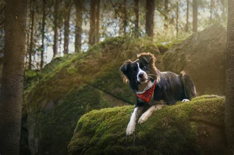 Fond Décran Forêt Animaux La Photographie Chien Border Collie