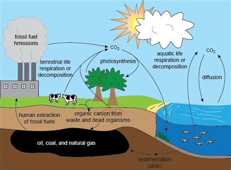 Plants that die and are buried may turn into fossil fuels made of carbon like coal and oil over millions of years. Carbon Cycle - Biology For All