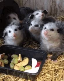 Because they eat insects, slugs and snails, possums are possums also help maintain the population of rats and cockroaches, because they all compete for the same food. Possum GIFs | Tenor