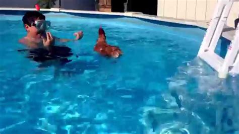 My Bad Chicken Swimming In The Pool Youtube