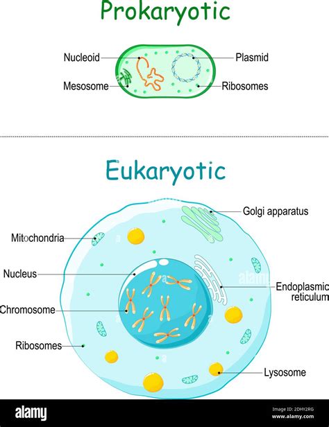Prokaryote Vs Eukaryote Illustration Of Eukaryotic And Prokaryotic