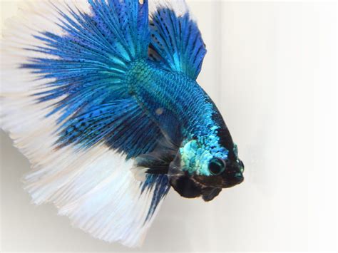 Betta Fish Male METALLIC BLUE BUTTERFLY Betta Fish Betta Fish