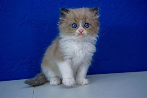 Check out these ragdoll cat adoption resources here! Ragdoll Mix Kittens Near Me
