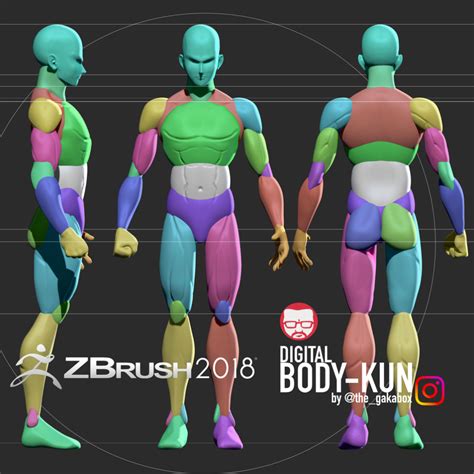 Stylized Body Base Mesh Zbrush Anatomy Anatomy Tutorial Zbrush