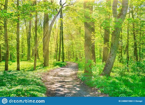 Green Forest With Spring Trees Stock Photo Image Of Forest Path