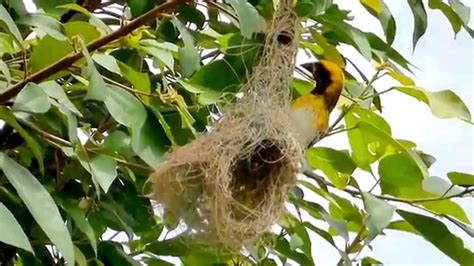 Birds In Their Natural Habitat Weaver Bird Youtube