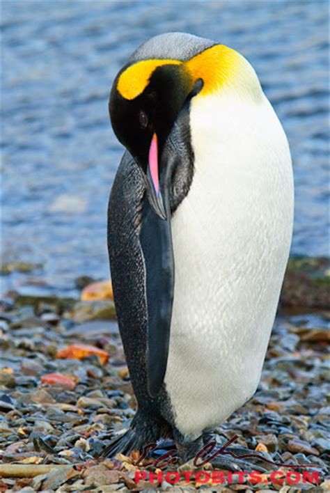 1,994,091 likes · 79,510 talking about this. The Photobits Gallery » King Penguins