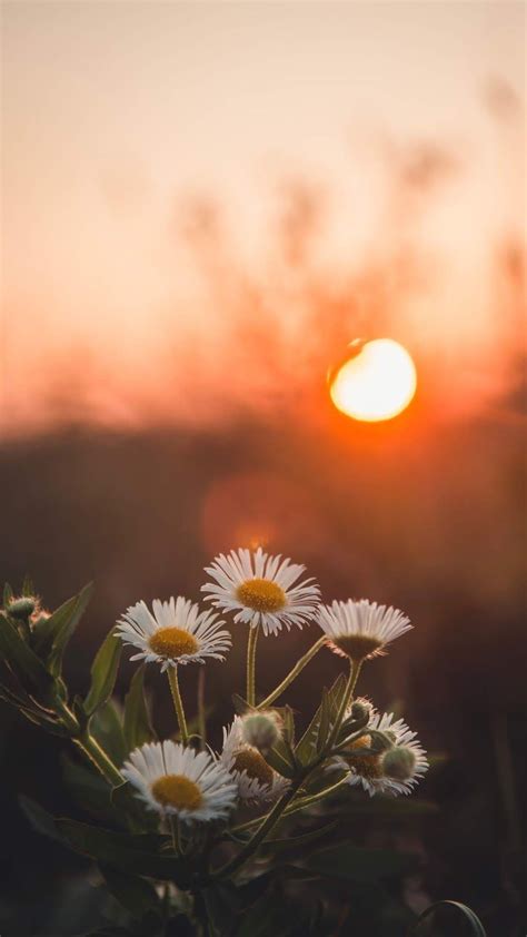 Daisy In The Sunset Flower Iphone Wallpaper Wallpaper Nature Flowers