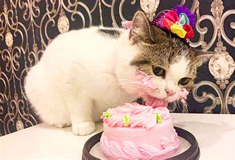 Left unsupervised, they can quickly destroy a home and its furnishings. Cat Treats: What To Indulge, What To Avoid